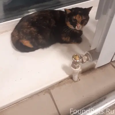 Потеряшка!Чья кошечка?Ласковая...