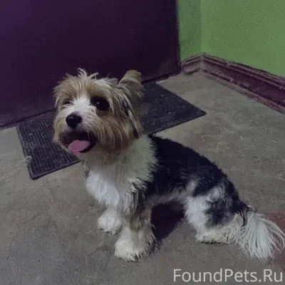 Найдена собака, мальчик, чей п...