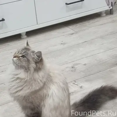 Пропала кошка, район Северных....