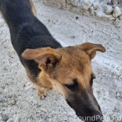 Бегает по арбеково. Молодая. В...