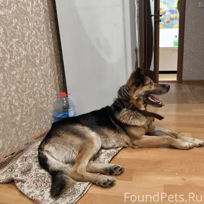 НАЙДЕНА СОБАКА! Сегодня 17.02....