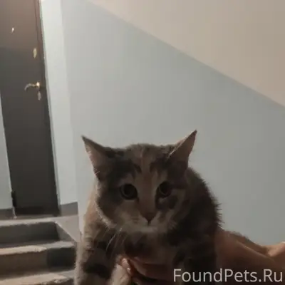 Найдена кошка/кот, окрас серый...