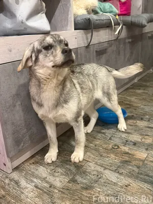 Видели собаку. Сегодня в обед ...