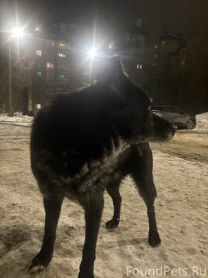 Южный , знаменская 14 Пес бега...