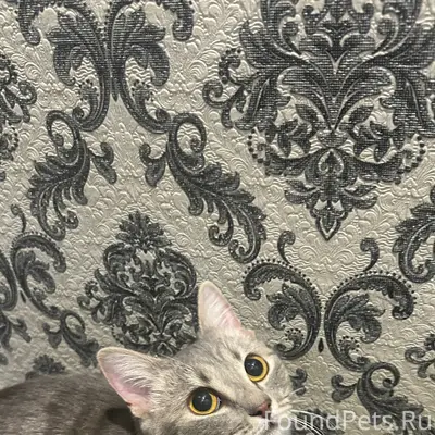 ❗️❗️❗️ИЩЕМ ХОЗЯЕВ❗️❗️❗️ Найден...