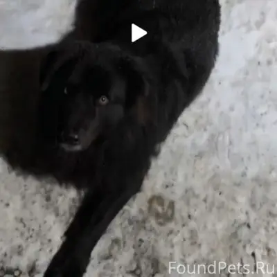 Убежала собака. Крупная дворня...