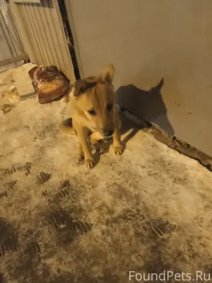 Около подъезда Пушкина 10 щено...