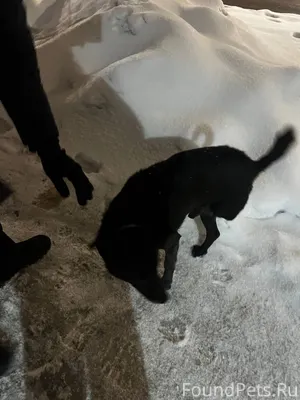 ПОЖАЛУЙСТА РЕПОСТ! найдена соб...