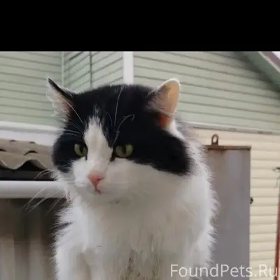 ПРОПАЛ КОТ ❗❗❗ Помогите пожалу...