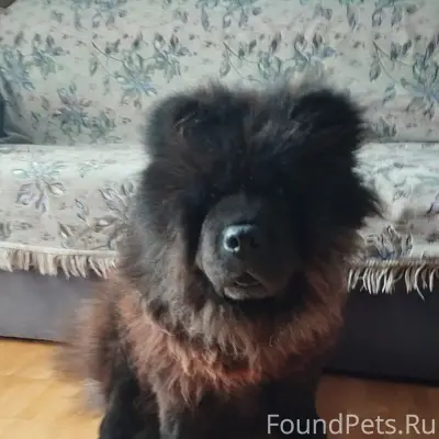 Пропала собака, район парка, н...