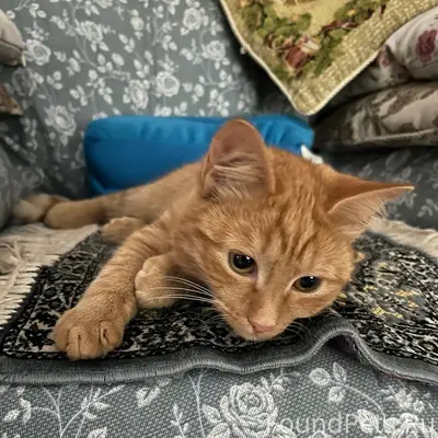 Пропал молодой рыжий кот. Пред...