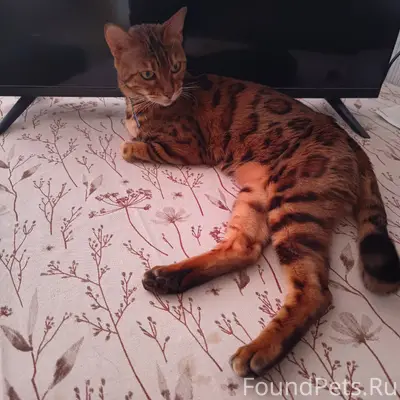 Найдена бенгальская кошка в ра...