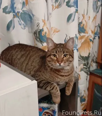 4 февраля пропал кот "Мурзик" ...