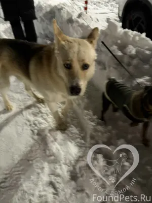 Здравствуйте. Найден пес в рай...