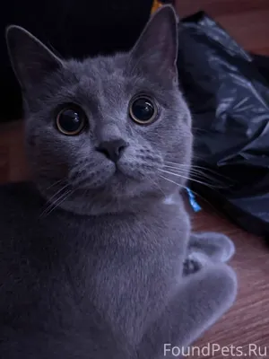 Пропала кошка по кличке Дыма.Н...