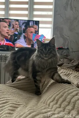 Татар базар, конечная 11 автоб...