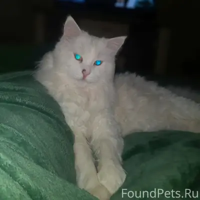 Пропал кот,Енакиевский посёлок...