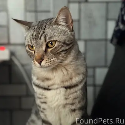 Пропал кот на улице Солнечная....