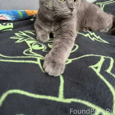 ❗️❗️❗️ Пропал кот в Сосенках (...