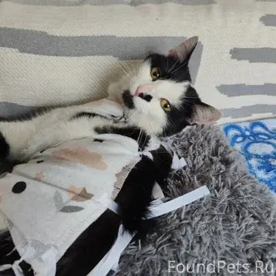 Найдена кошка в военном городк...