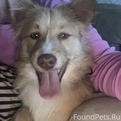 В районе парка Поддубного найд...