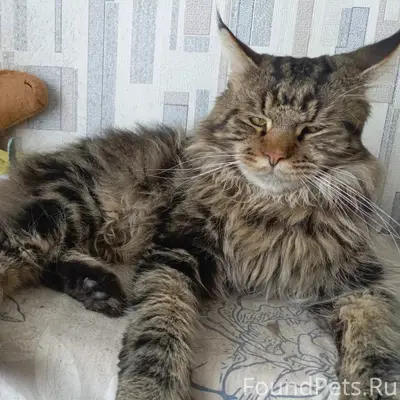 Пропал кот, отзывается на имя ...