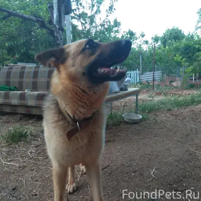 ПОМОГИТЕ НАЙТИ СОБАКУ! район Ф...