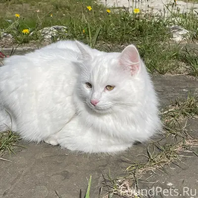 Сегодня пропала белая пушистая...