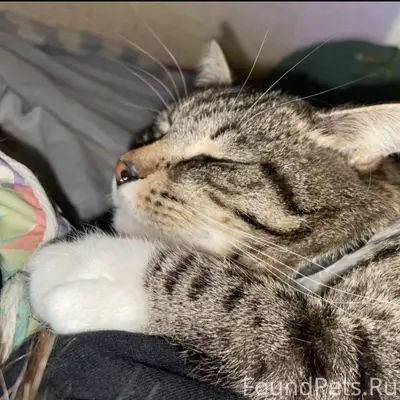 Пропал кот:окрасом серый с чер...