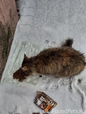 ❗️Найдена кошка ❗️ Трехцветная...