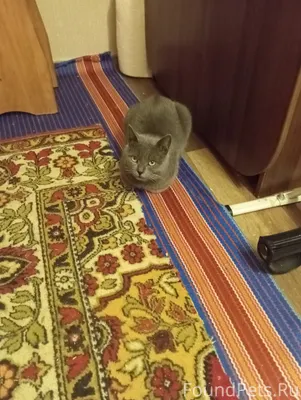 Найден кот на ул. Менделеева. ...