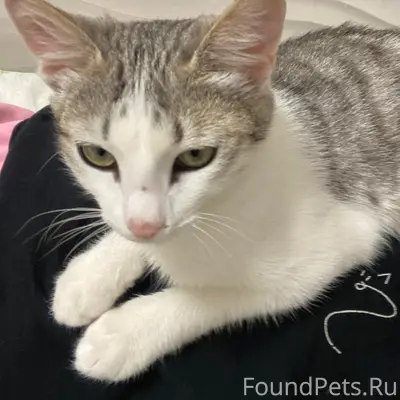 Пропал котенок, мальчик отзыва...