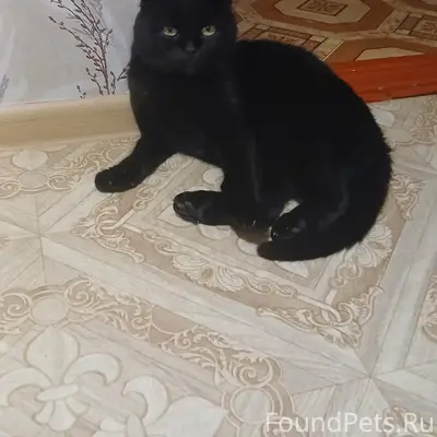 Здравствуйте! Пропал кот на ул...