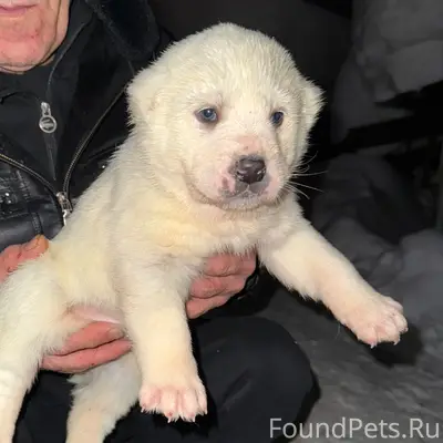 СРОЧНО🚨 Потерялся щенок Алабая...