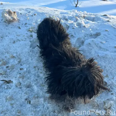 Нашла собаку на улице Ворошило...