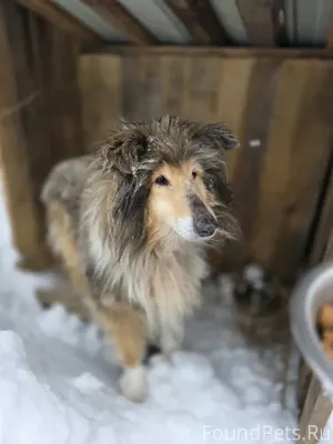 SOS!!!!! Город Иваново. Найден...