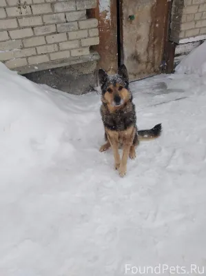 На 1овощной появился пёс. С ош...