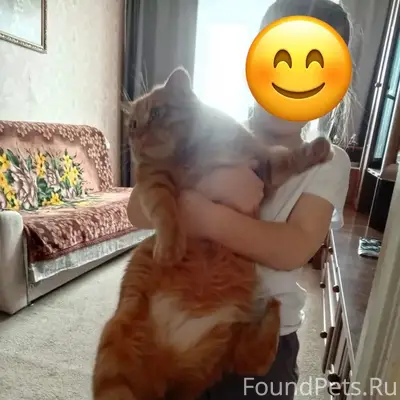 Найден кот на Кольцово Может к...