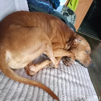 Продолжаем поиски владельцев с...