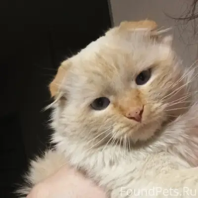 Здравствуйте всем, пропал кот ...