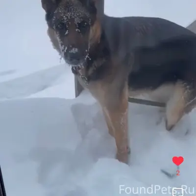 ‼️‼️Пропала собака Потерялась ...