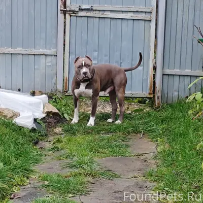 Здравствуйте! Пропала собака в...