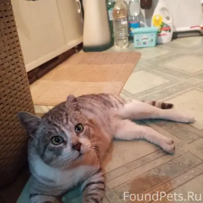 ПРОПАЛ КОТ.(Район Козловка) Зо...