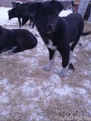 Помогите найти щенка! В районе...