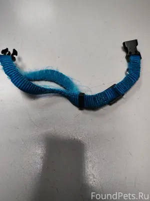 Кто потерял кошку на ней был.....