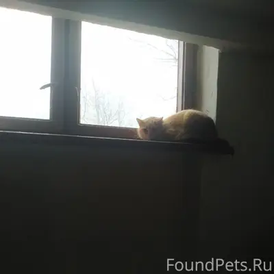 Собаку опять потеряли! Возле к...