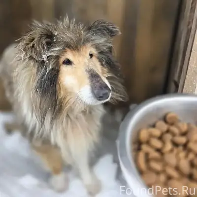 Срочно 14 февраля найдена соба...