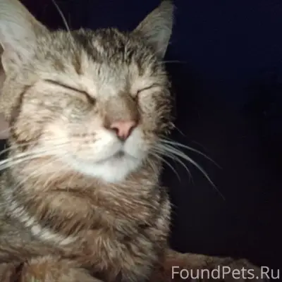 ПРОПАЛ КОТ Стёпа полосатый так...