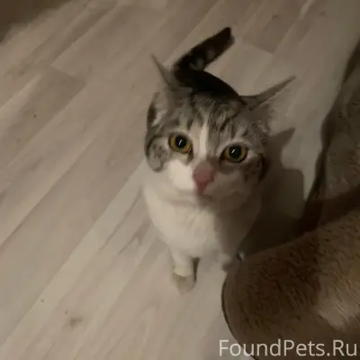 Найден кот, видно, что домашни...