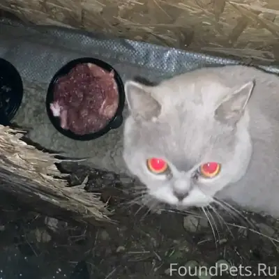 НАЙДЕН КОТИК, британец! Чей по...